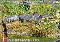 01077 (01) Krokodille ZOO Eskilstrup Photo: Roman Hynek©2021 krokodýl kubánský Cuban crocodile Crocodylus rhombifer