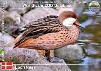 01079 (01) Loch Ness Photo: Roman Hynek©2021 ostralka bělolící White-cheeked pintail Anas bahamensis