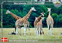 01080 (01) Knuthenborg Safaripark Photo: Roman Hynek©2021 žirafa severní Rothschildova Rothschild giraffe Giraffa camelopardalis rothschildi