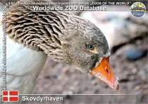 01081 (01) Skovdyrhaven Photo: Roman Hynek©2021 faerská husa Faroese goose Anser anser f. domestica "Faroese Goose"