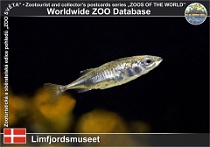 01082 (01) Limfjordsmuseet Photo: Roman Hynek©2021 koljuška tříostná Three-spined stickleback Gasterosteus aculeatus