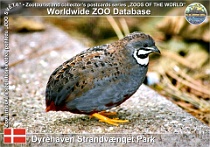 01083 (01) Dyrehaven Strandvænget Park Photo: Roman Hynek©2021 křepelka čínská Blue-breasted quail Excalfactoria chinensis