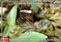01084 (01) Sommerfuglehuset i Botanisk Have på Statens Naturhistoriske Museum på Københavns Universitet Photo: Roman Hynek©2021 danaus Glasswing butterfly Greta morgane oto