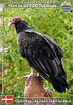 01085 (01) Guldborgsund Zoo & Botanisk Have Photo: Roman Hynek©2021 kondor krocanovitý Turkey vulture Cathartes aura