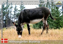 01086 (01) Klithusegården Skallerup Photo: Roman Hynek©2021 osel domácí Domestic donkey Equus africanus f. asinus