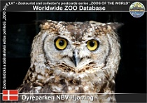 01088 (01) Dyreparken NBV Hjørring Photo: Roman Hynek©2021 výr kapský Cape eagle owl Bubo capensis