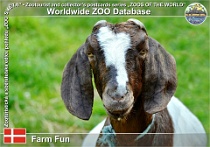 01089 (01) Farm Fun Photo: Roman Hynek©2021 búrská koza Boer goat Capra aegagrus f. hircus "Boer Goat"