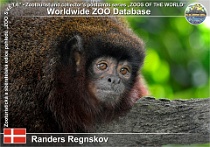 01090 (01) Randers Regnskov Photo: Roman Hynek©2021 titi červený Red titi Plecturocebus cupreus