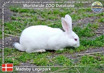 01092 (01) Madsby Legepark Photo: Roman Hynek©2021 dánský bílý venkovský králík Danish white country rabbit Oryctolagus cuniculus f. domestica "Danish white"