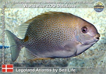 01093 (01) Legoland Atlantis by Sea Life Photo: Roman Hynek©2021 králíčkovec skvrnitý Deepbody spinefoot Siganus guttatus