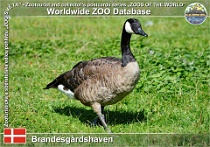 01095 (01) Brandesgårdshaven Photo: Roman Hynek©2021 berneška kanadská Canada goose Branta canadensis