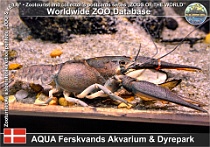 01096 (01) AQUA Ferskvands Akvarium & Dyrepark Photo: Roman Hynek©2021 rak říční Noble crayfish Astacus astacus