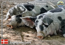 01098 (01) Sagnlandet Lejre Photo: Roman Hynek©2021 dánské zvonkové prase Danish bell pig Sus scrofa f. domestica "Danish Bell"