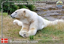 01100 (01) Skandinavisk Dyrepark Photo: Roman Hynek©2021 medvěd lední Polar bear Ursus maritimus
