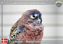01102 (01) Fuglehaven i Skyttehushaven Photo: Roman Hynek©2021 neoféma Bourkova Bourke's parrot Neopsephotus bourkii