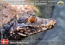 01103 (01) NaturBornholm Photo: Roman Hynek©2021 kajmánek malý Schneider's smooth-fronted caiman Paleosuchus trigonatus