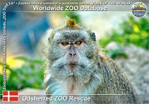 01104 (01) Odsherred ZOO Rescue Photo: Roman Hynek©2021 makak jávský Crab-eating macaque Macaca fascicularis