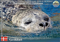 01105 (01) Fjord&Bælt Photo: Roman Hynek©2021 tuleň obecný Comon seal Phoca vitulina vitulina