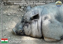 01106 (01) Csillagvár Photo: Roman Hynek©2010 miniaturní prase Miniature pig Sus scrofa domesticus "Miniature pig"