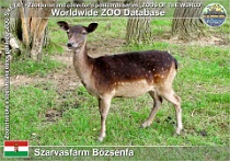 01107 (01) Szarvasfarm Bőzsénfa Photo: Roman Hynek©2010 daněk evropský European fallow deer Dama dama