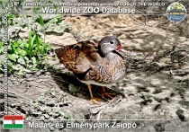 01109 (01) Madár- és Élménypark Zsippó Photo: Roman Hynek©2010 kachnička mandarínská Mandarin duck Aix galericulata