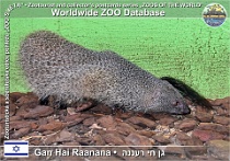 01111 (01) Gan Hai Raanana Photo: Alex Kantorovich©2017 promyka ichneumon "egyptská" Common Egyptian mongoose Herpestes ichneumon ichneumon