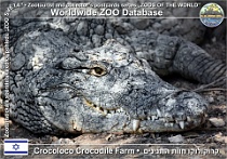 01112 (01) Crocoloco Crocodile Farm Photo: Alex Kantorovich©2018 krokodýl nilský Nile crocodile Crocodylus niloticus