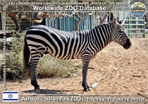 01113 (01) Ashdod Lakhish Park ZOO Photo: Alex Kantorovich©2018 zebra Böhmova Grant's zebra Equus quagga boehmi
