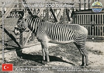 01114 (01) † Kuşluk-ı Hümâyûn (Menagerie of Sultan Abdul Hamid II in Yıldız Palace) Photo: unknown author©~1905 zebra Grévyho Grevy's zebra Equus grevyi