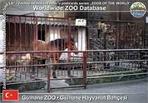 01115 (01) † Gülhane ZOO Photo: Roman Hynek©1991 kůň domácí Domestic horse Equus ferus f. caballus