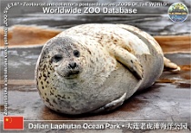 01116 (01) Dalian Laohutan Ocean Park Photo: Alex Kantorovich©2018 tuleň pacifický Spotted seal Phoca largha