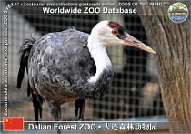 01117 (01) Dalian Forest ZOO Photo: Alex Kantorovich©2018 jeřáb bělohlavý Hooded crane Grus monacha
