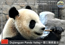 01118 (01) Dujiangyan Panda Valley Photo: Alex Kantorovich©2016 panda velká Giant panda Ailuropoda melanoleuca