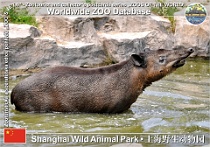 01119 (01) Shanghai Wild Animal Park Photo: Alex Kantorovich©2016 tapír středoamerický Baird's tapir Tapirus bairdii