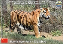 01120 (01) Siberia Tiger Park Photo: Alex Kantorovich©2018 tygr ussurijský Siberian tiger Panthera tigris altaica