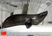 01121 (01) Sun Asia Ocean World & Polar World Photo: Alex Kantorovich©2018 lachtan jihoamerický South American fur seal Arctocephalus australis