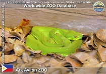 01122 (01) † Ark Avilon ZOO Photo: Alex Kantorovich©2016 chřestýšovec "filipínský" Philippine pitviper Parias flavomaculatus
