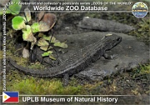 01123 (01) UPLB Museum of Natural History Photo: Alex Kantorovich©2016 scink "Grayův" Gray's water skink Tropidophorus grayi