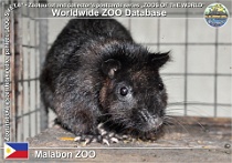 01124 (01) Malabon ZOO Photo: Alex Kantorovich©2016 myš největší Southern Luzon giant cloud rat Phloeomys cumingi