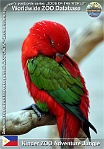 01125 (01) Kinder ZOO Adventure Jungle Photo: Alex Kantorovich©2012 lori žlutohřbetý "halmaherský" "Halmahera" chattering lory Lorius garrulus garrulus