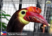 01126 (01) Talarak Foundation Photo: Alex Kantorovich©2017 zoborožec žlutobradý Walden's hornbill Rhabdotorrhinus waldeni
