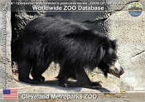 01129 (01) Cleveland Metroparks ZOO Photo: Alex Kantorovich©2018 medvěd pyskatý srílanský Sri Lankan sloth bear Melursus ursinus inornatus