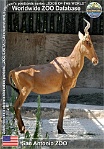 01130 (01) San Antonio ZOO Photo: Alex Kantorovich©2016 buvolec stepní lelwel Lelwel hartebeest Alcelaphus buselaphus lelwel