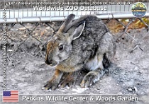 01131 (01) Perkins Wildlife Center & Woods Garden Photo: Alex Kantorovich©2018 zajíc měnivý Snowshoe hare Lepus americanus