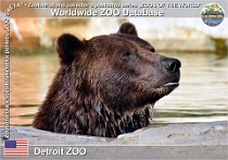01132 (01) Detroit ZOO Photo: Alex Kantorovich©2018 medvěd hnědý grizzly Grizzly bear Ursus arctos horribilis