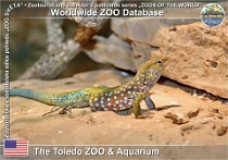 01133 (01) The Toledo ZOO & Aquarium Photo: Alex Kantorovich©2018 bičochvost "arubský" Aruba Island whiptail Cnemidophorus arubensis