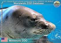 01134 (01) Minnesota ZOO Photo: Alex Kantorovich©2018 tuleň havajský Hawaiian Monk Seal Neomonachus schauinslandi