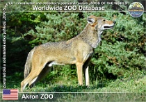 01135 (01) Akron ZOO Photo: Alex Kantorovich©2018 vlk rudohnědý Red wolf Canis rufus