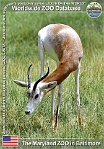 01136 (01) The Maryland ZOO in Baltimore Photo: Alex Kantorovich©2018 gazela dama červenokrká Nubian red-necked gazelle Nanger dama ruficollis