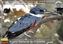 01137 (01) Aviario Nacional de Colombia Photo: Alex Kantorovich©2016 rybařík obojkový Ringed kingfisher Megaceryle torquata torquata